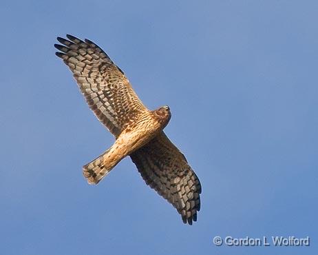 Hawk In Flight_52413.jpg - Northern Harrier (Circus cyaneus) photographed at Ottawa, Ontario - the capital of Canada.